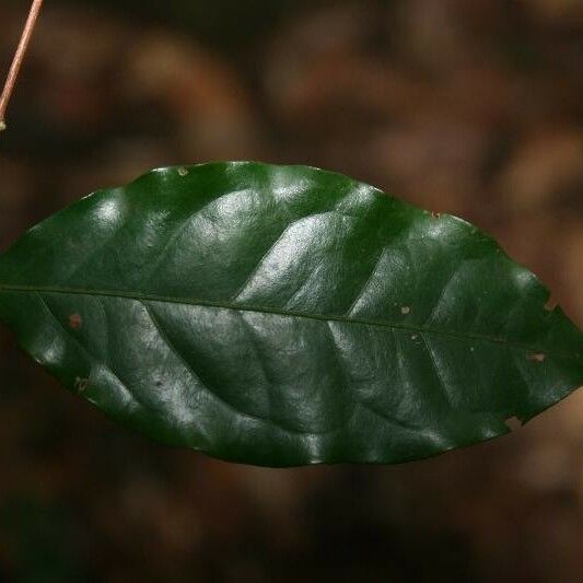 Eugenia patrisii Leaf