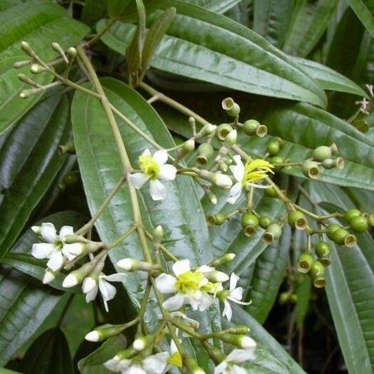 Miconia bicolor Kvet