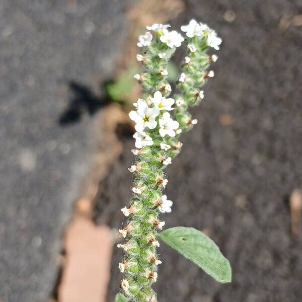 Heliotropium europaeum Bloem