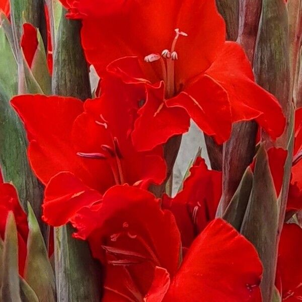 Gladiolus communis പുഷ്പം