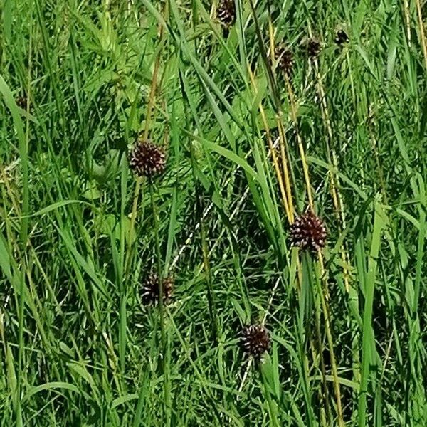Carex foetida 花