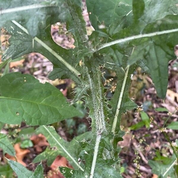 Cirsium vulgare Azala