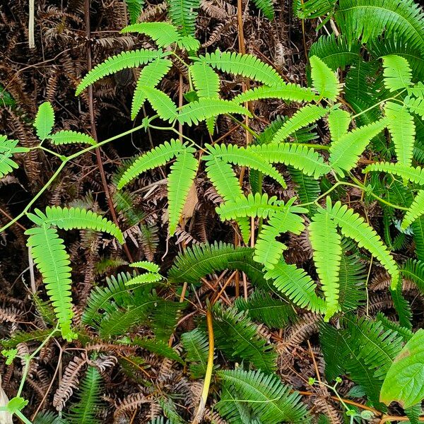 Gleichenella pectinata Leaf