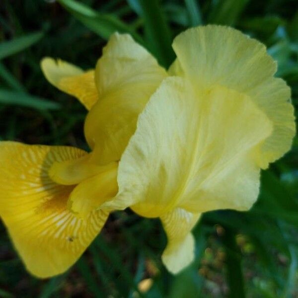 Iris pseudacorus Flower