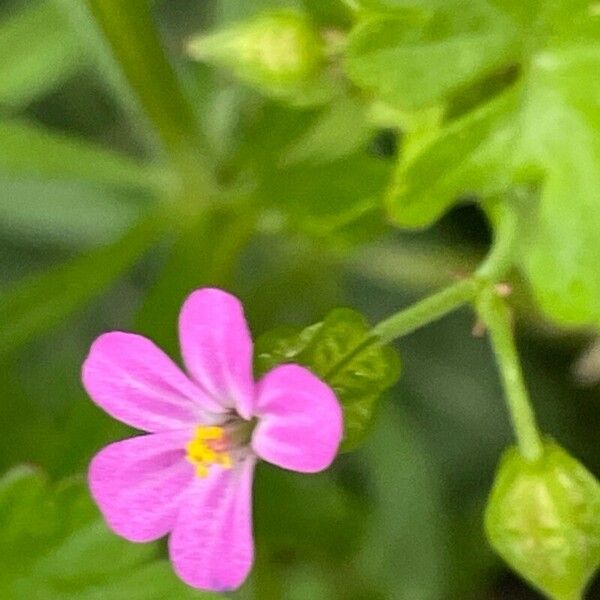 Geranium lucidum Цвят