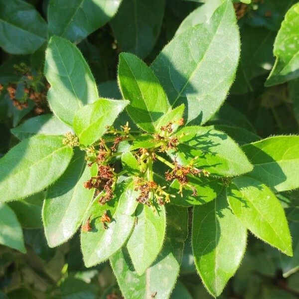 Viburnum tinus Deilen