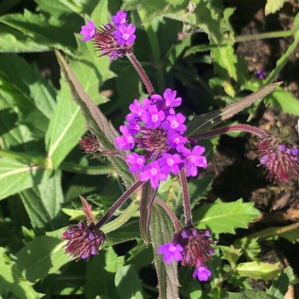 Verbena rigida ᱵᱟᱦᱟ