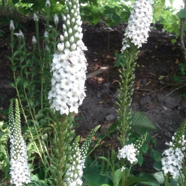 Lysimachia clethroides Flower