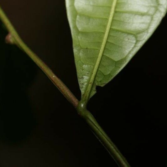 Vantanea parviflora 其他