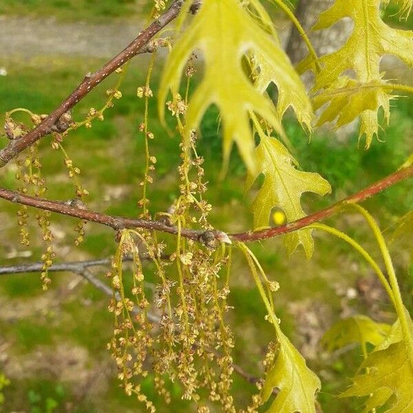 Quercus coccinea Кветка