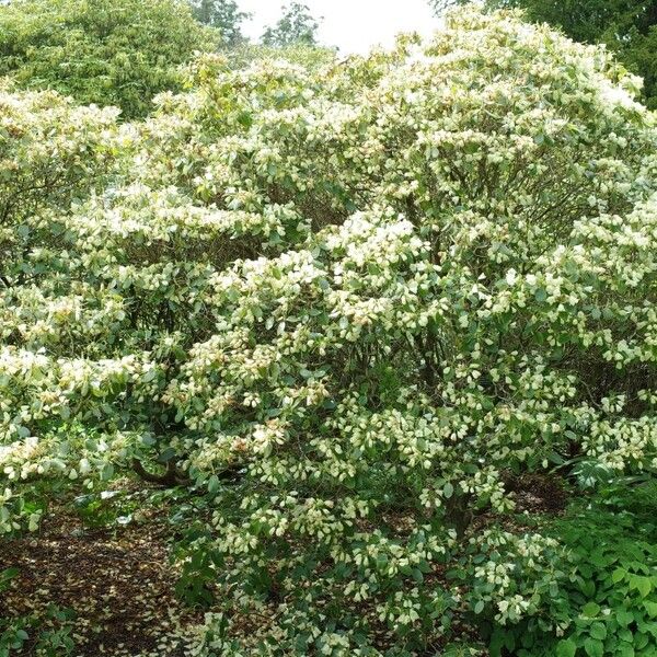 Rhododendron campylocarpum
