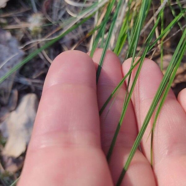 Carex canescens Yaprak