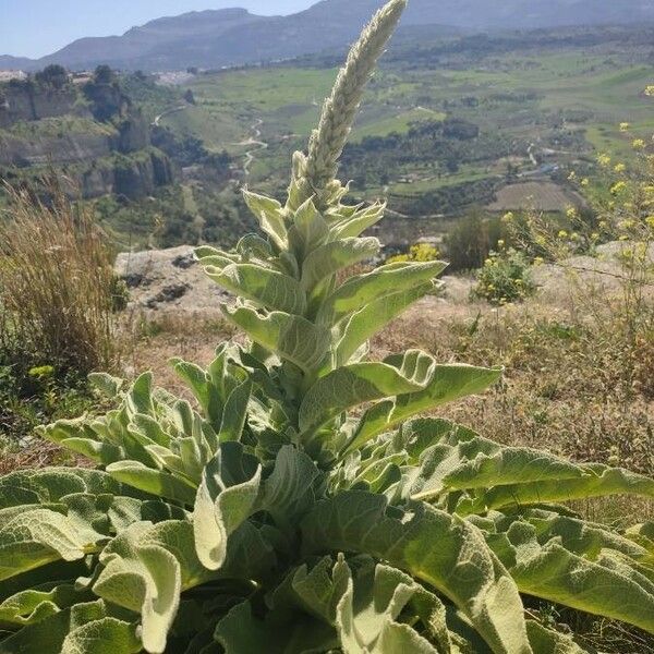 Verbascum boerhavii Flower