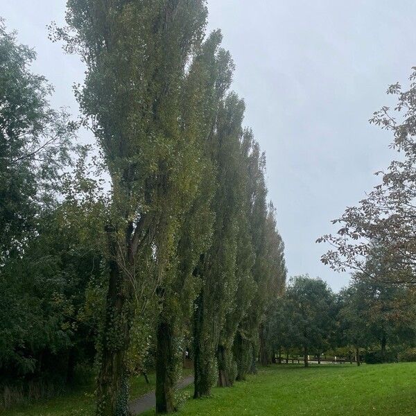 Populus nigra Hàbitat