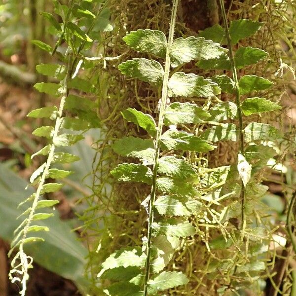 Asplenium barteri Хабит