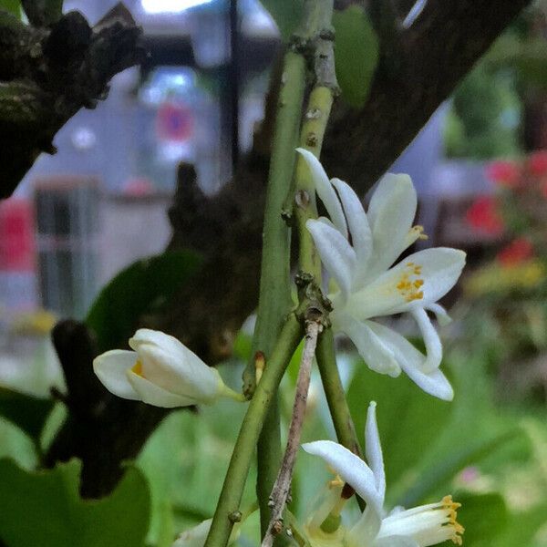 Citrus reticulata Flor