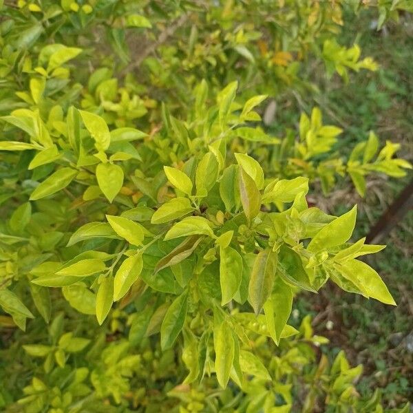 Duranta erecta Leaf