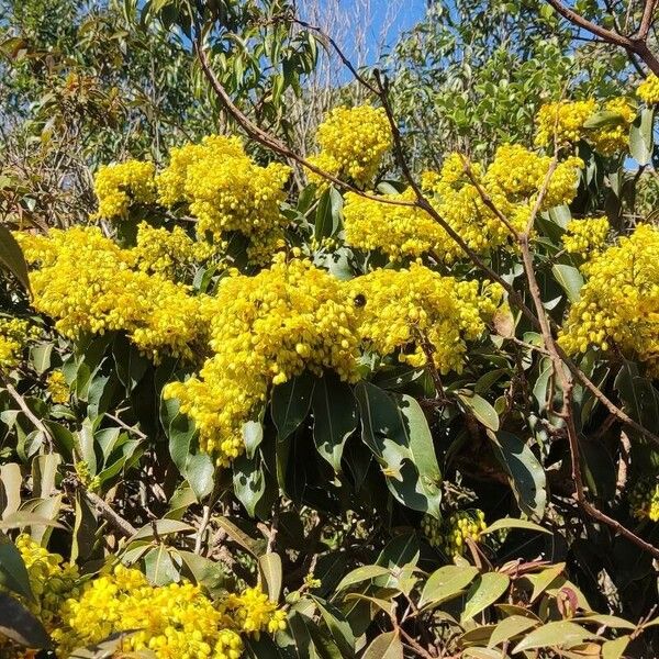 Byrsonima spicata Blomst