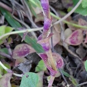 Callisia repens ഇല