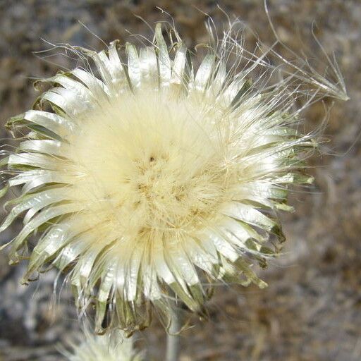 Cirsium undulatum ᱡᱚ