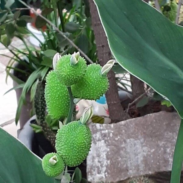 Canna × hybrida Ovoce