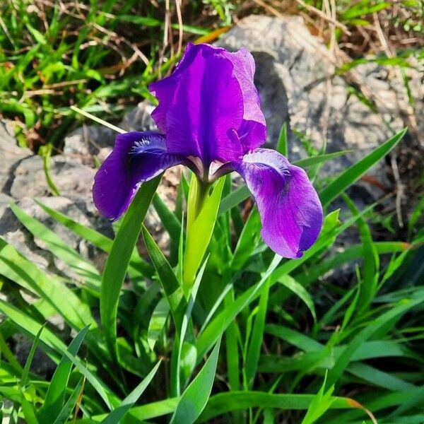 Iris pumila Blüte