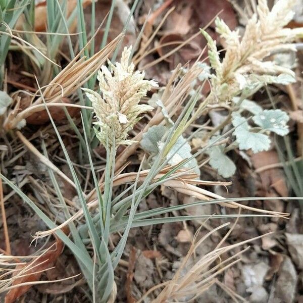 Distichlis spicata Habitus