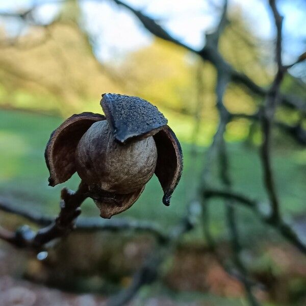 Carya glabra Fruto