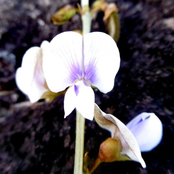 Tephrosia noctiflora Flower