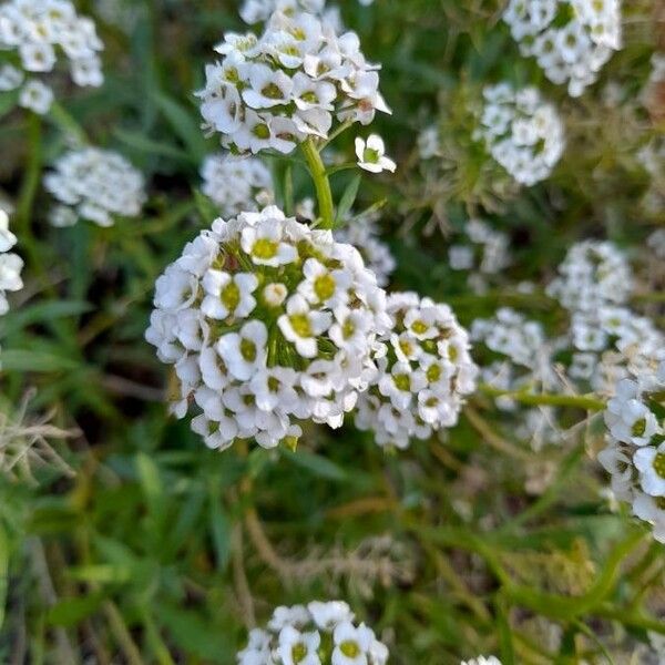 Lobularia maritima Blomma