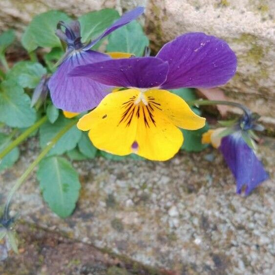 Viola tricolor Flower