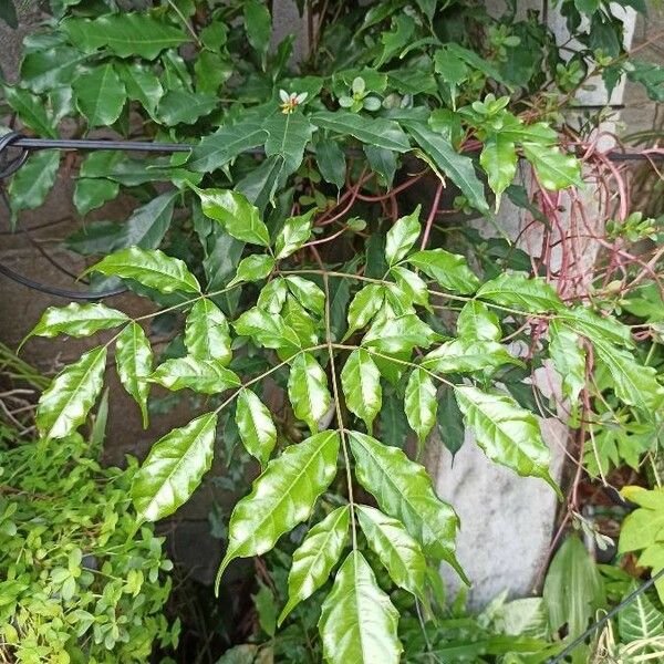 Leea guineensis Leaf
