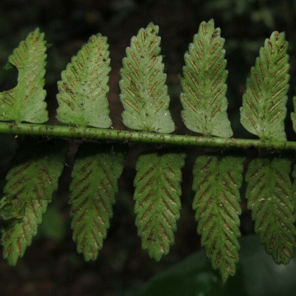 Asplenium barteri Φρούτο