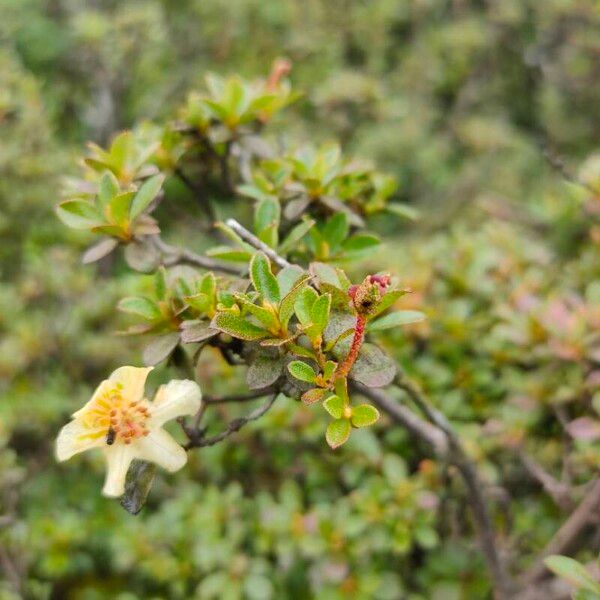 Rhododendron lepidotum Lehti