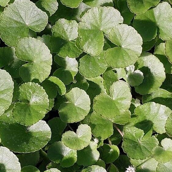 Centella asiatica Fuelha