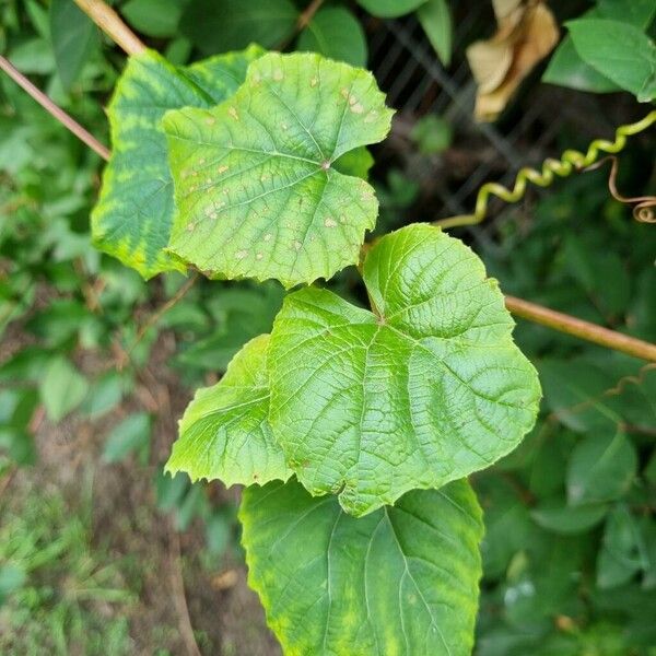 Vitis aestivalis Leaf