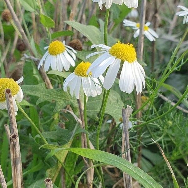 Tripleurospermum inodorum Flower