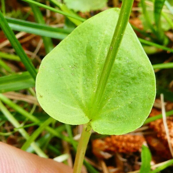 Parnassia palustris 葉