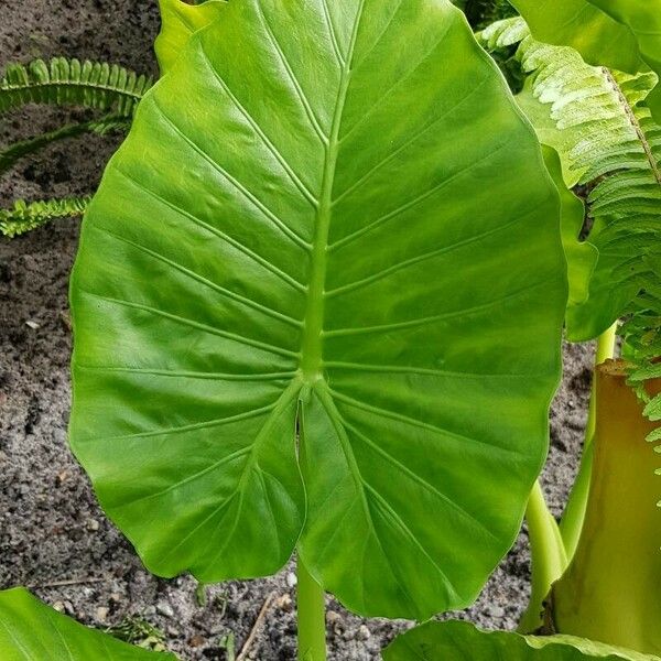 Colocasia esculenta Leaf