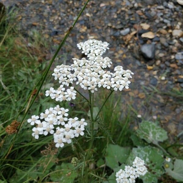 Achillea nobilis Характер