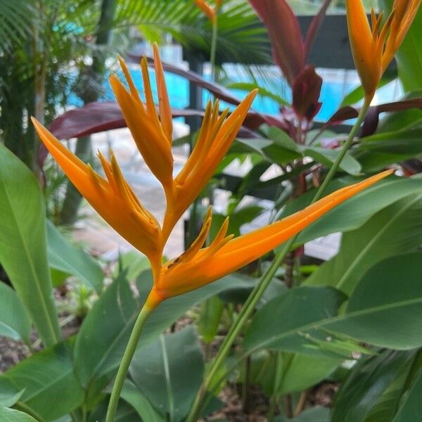 Heliconia psittacorum Flors