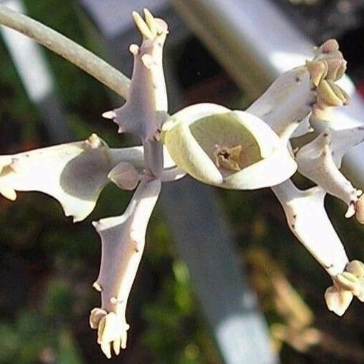 Kalanchoe beauverdii Blüte