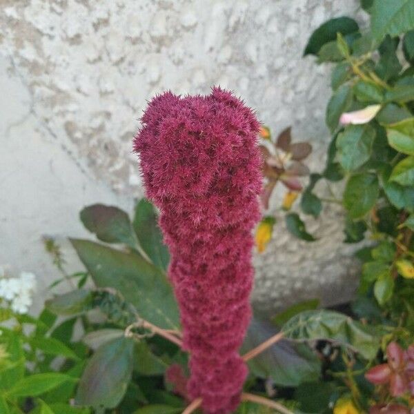 Amaranthus caudatus 花