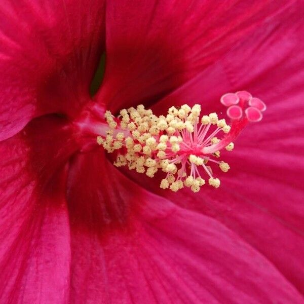 Hibiscus moscheutos फूल