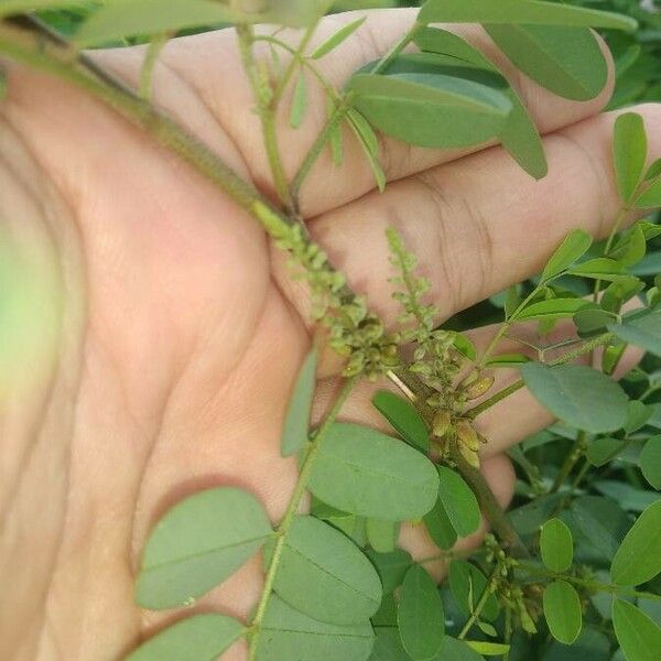 Indigofera tinctoria Kita