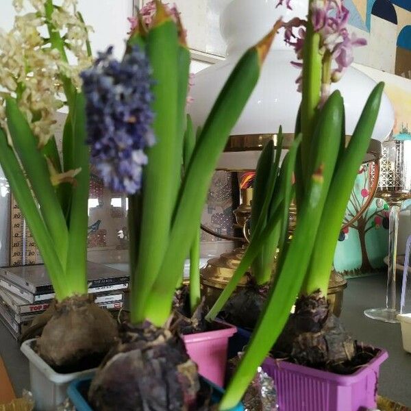 Hyacinthus orientalis Corteccia