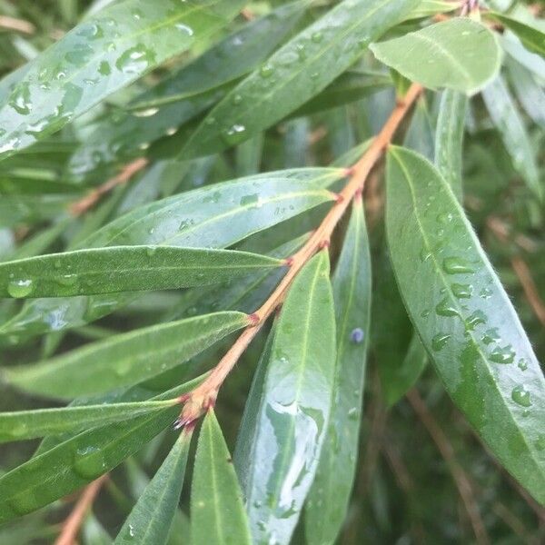 Callistemon viminalis Leht