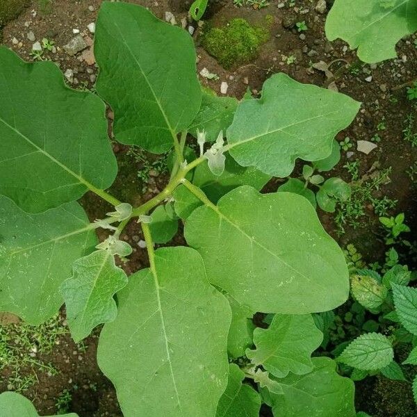 Solanum melongena List