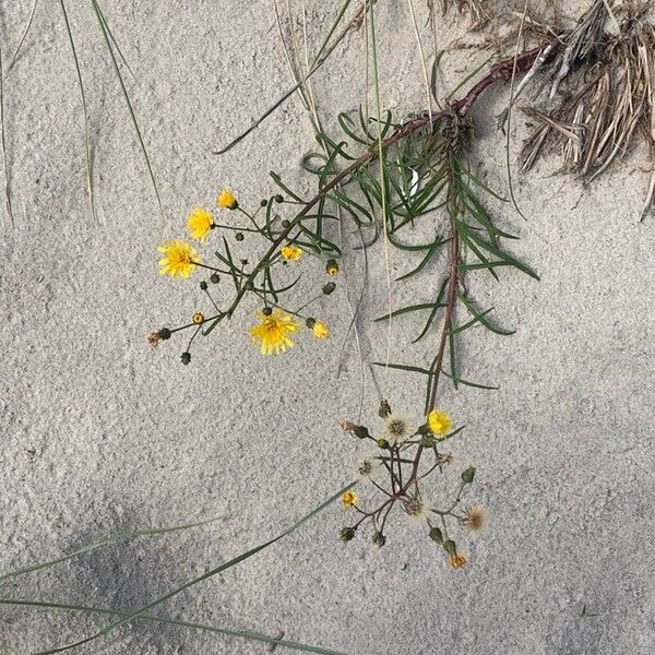 Hieracium umbellatum Blüte