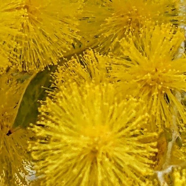 Acacia podalyriifolia Kukka